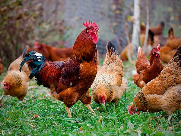 Породы куриц | ЗооТом - продажа, вязка и услуги для животных в Сомово