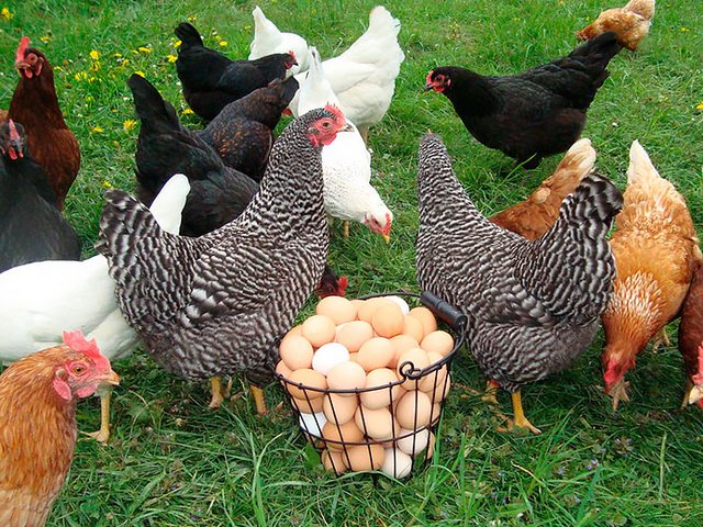 Содержание кур и уход за ними | ЗооТом - продажа, вязка и услуги для животных в Сомово