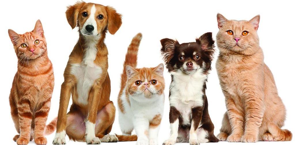 Доска объявлений о животных | ЗооТом - продажа, вязка и услуги для животных в Сомово