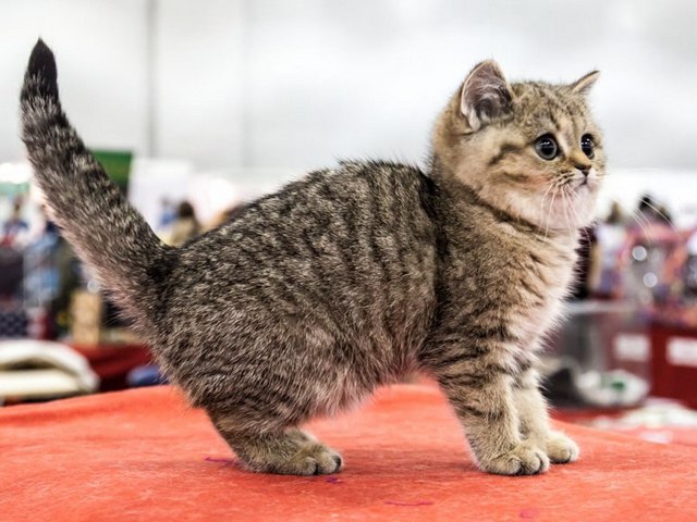 Породы кошек в Сомово | ЗооТом портал о животных
