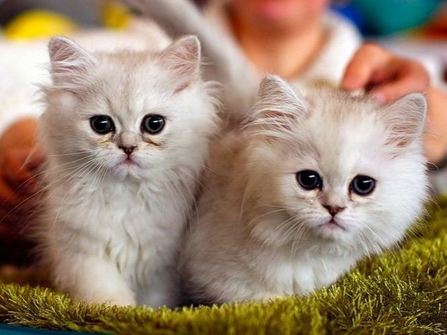 Породы кошек в Сомово | ЗооТом портал о животных