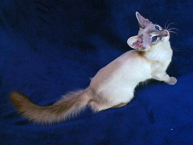 Выведенные породы кошек в Сомово | ЗооТом портал о животных