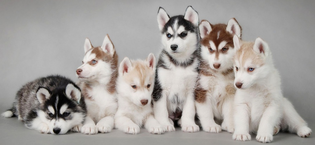 Объявления о собаках | ЗооТом - продажа, вязка и услуги для животных в Сомово