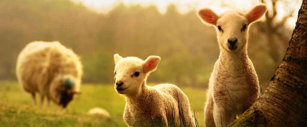 Объявления о сельскохозяйственных животных | ЗооТом - продажа, вязка и услуги для животных в Сомово