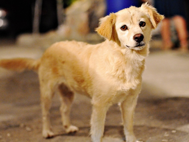 Породы собак в Сомово | ЗооТом портал о животных