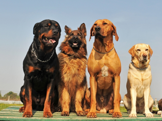 Крупные породы собак в Сомово | ЗооТом портал о животных