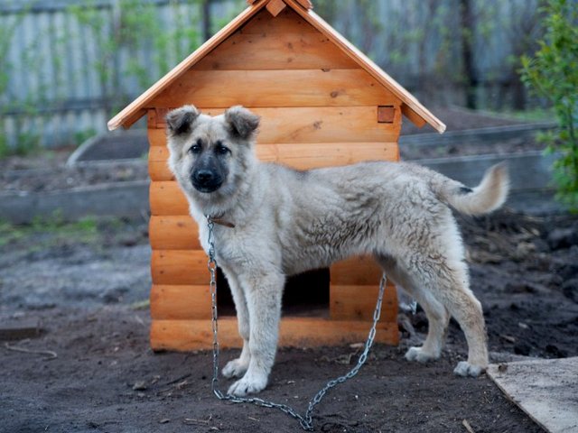 Все о собаках в Сомово Все о собаках в Сомово